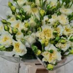 Patience 50cm (locale)