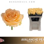 Avalanche Peach 70cm (A2)