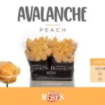 Avalanche Peach 40 cm