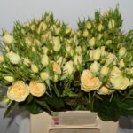 Champagne rokoko 40cm