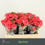 Apricio 45cm