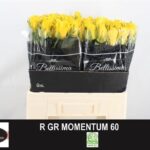 Momentum 50cm