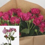 Purple Essence 45 cm