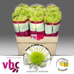 Chr San Anura Green 55cm