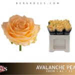 Avalanche Peach 50cm
