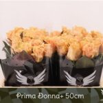 Prima donna 50cm