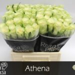 Athena 40 cm