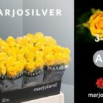 Penny Lane 60cm (A2)