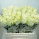 Queen of Africa 40cm