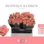 Sophia Loren 60cm (A2)