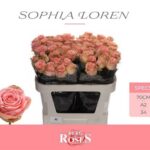 Sophia Loren 70cm (A2)