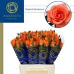 Tropical Amazone 60cm