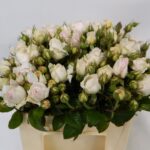 Poesie Summerfield 35cm