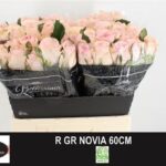 Novia 60cm