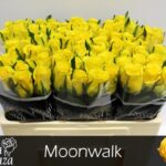 Moonwalk 50cm