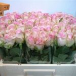 Avalanche Sorbet 60cm