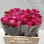 Prince of Persia 60cm