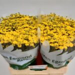 Tana Pa Amazone 55cm