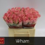 Wham 40cm
