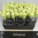 Athena 60cm