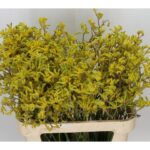 Anigoz Bush Down 80cm