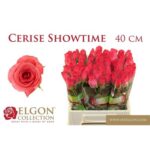 Ceris Show Time 40cm