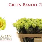 Green Bandit 70cm
