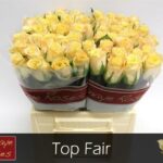 Top Fair 50cm