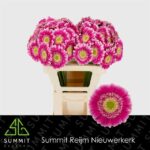 Ge Mi Wonderwall 50cm