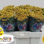 Chr San Mad Yellow Bokaa 55cm