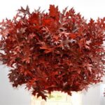 Querc Palustris red 80cm