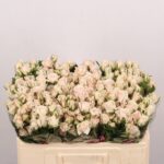 Royal Porcelina 50cm