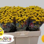 Chr San Mad Yellow Kayli 55cm