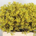 Anigoz Bush Down 60cm