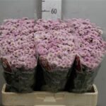 Chr San Mad Tumbi Rosy 55cm