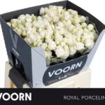 Royal Porcelina 50cm