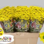 Chr San Mad Ringa Yellowstone 55cm