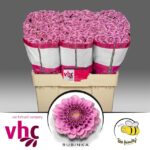 Chr San Aaa Rubinka 55cm