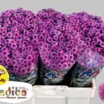 Chr San Mad Pink Tyolo 55cm