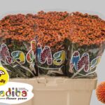 Chr San Mad Pompon Orange 55cm