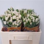 Royal Porcelina 50cm