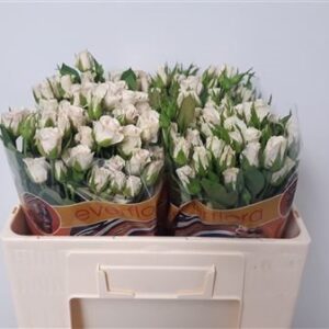 Royal Porcelina 50cm