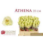 Athena 35cm