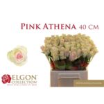 Pink Athena 40cm