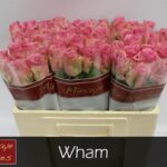 Wham 70cm