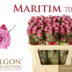Maritim 70cm