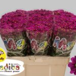 Chr San Mad Jombe purple 55cm