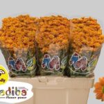 Chr San Mad Ovada Orange 55cm