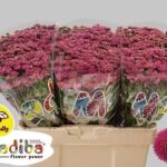 Chr San Mad Purple Memba 55cm