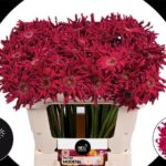 Ge Kv Pastini Modena 50cm